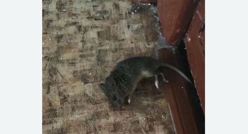 Дезинфекция от мышей в Петровске