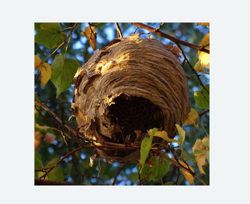 Обработка от шершней в Петровске