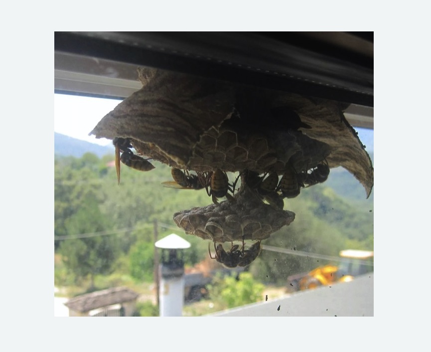 Уничтожение гнёзд шершней в Петровске