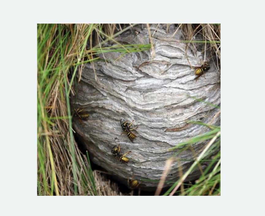 Уничтожение ос и ульев Уничтожение ос и ульев в Петровске